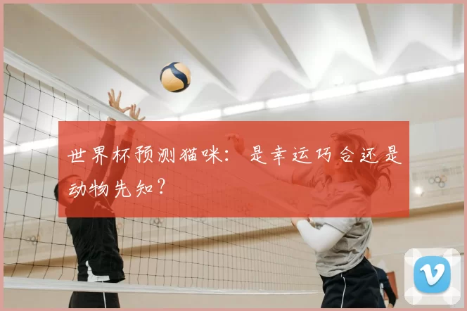 世界杯预测猫咪：是幸运巧合还是动物先知？